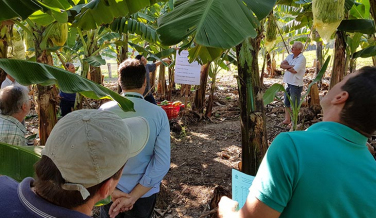 Notícia - Gerência de Agricultura e Agronegócio promove lançamento da 3ª Festa da Banana