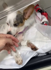 Notícia - Cães são envenenados em Maracajá e moradores cobram ações da prefeitura