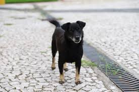 Notícia - Saúde animal entra em pauta e pode trazer mudanças importantes para Criciúma