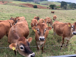 Notícia - Agricultura de Morro da Fumaça disponibiliza sementes de pastagem com 50% de desconto para criadores de gado