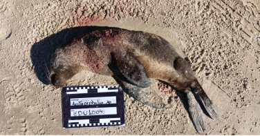 Notícia - Lobo-marinho é encontrado morto após ataque de cão em praia de SC