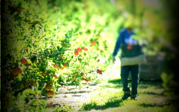 Notícia - Operação policial visa combater trabalho escravo