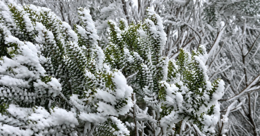 Notícia - VÍDEO: SC registra cenário congelante com os primeiros flocos de neve de 2026