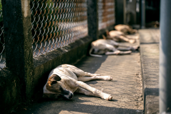 Notícia - Criciúma orienta população sobre cuidados em casos de animais abandonados