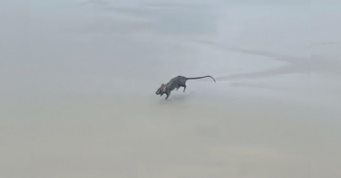 Notícia - ‘Rato Aquaman’ surpreende banhistas ao nadar em praia de SC