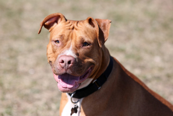 Notícia - Pitbull ataca cão de pequeno porte em Criciúma 