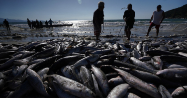 Notícia - Tainha aparece, mas mar impede pescadores de aproveitar safra