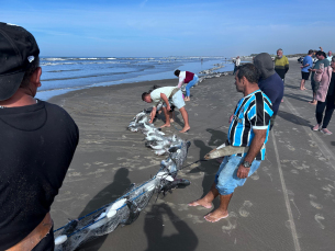 Notícia - Safra de tainha rende 25 toneladas em um dia no Sul de Santa Catarina