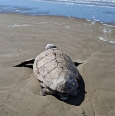 Notícia - Tartaruga marinha é encontrada na beira da praia no Balneário Rincão