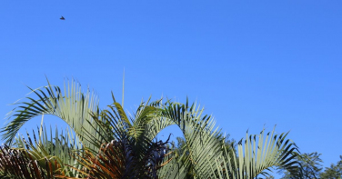 Notícia - Sol e tempo bom em Criciúma e região para o segundo dia de STU