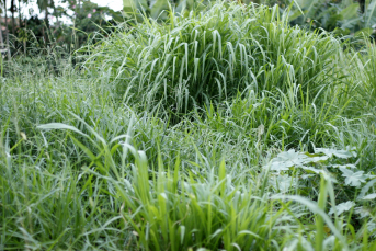 Notícia - Identificação de terrenos baldios pode virar lei em Criciúma