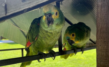Operação apreende 23 gaiolas e resgata 30 aves nativas em SC