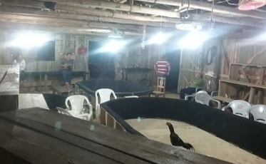 Rinha de galos é encontrada em Lauro Müller