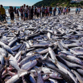 Safra histórica leva ao fim da pesca da tainha por arrasto