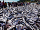 Safra histórica leva ao fim da temporada de pesca da tainha por arrasto