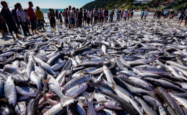 Safra histórica leva ao fim da temporada de pesca da tainha por arrasto