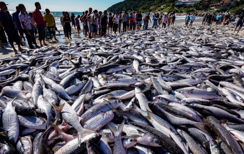 Safra histórica leva ao fim da temporada de pesca da tainha por arrasto