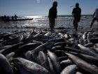 Rincão pesca 150 toneladas, mas 93% da comercialização passa por atravessadores