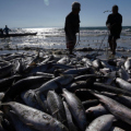 Pescadores do Rincão querem reduzir dependência de atravessadores após safra de 150 toneladas