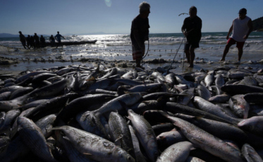 Pescadores do Rincão querem reduzir dependência de atravessadores após safra de 150 toneladas
