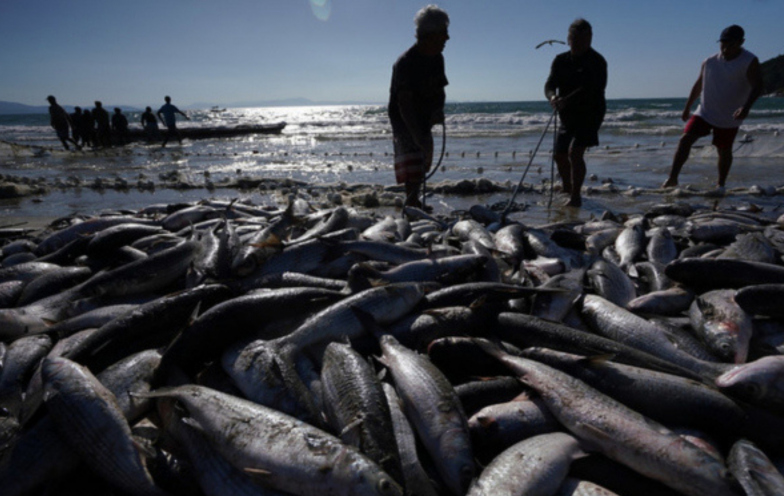 Rincão pesca 150 toneladas, mas 93% da comercialização passa por atravessadores