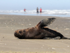 Lobos-marinhos visitam a orla no Rincão