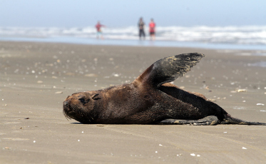 Lobos-marinhos visitam a orla no Rincão