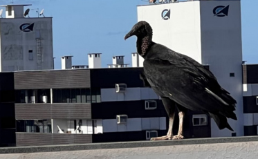 [Áudio] Saiba o motivo por trás dos Urubus nas áreas urbanas 