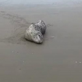 Foca-leopardo rara é vista em praia de SC e mobiliza equipes ambientais