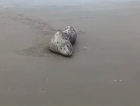 Foca-leopardo rara é vista em praia de SC e mobiliza equipes ambientais