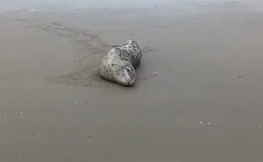 Foca-leopardo rara é vista em praia de SC e mobiliza equipes ambientais