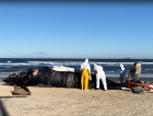 Baleia de 9 metros encalha morta na Praia da Vila, em Imbituba