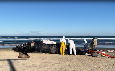 Baleia de 9 metros encalha morta na Praia da Vila, em Imbituba