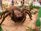 Insetos gigantes invadem o Nações Shopping em exposição gratuita para visitantes