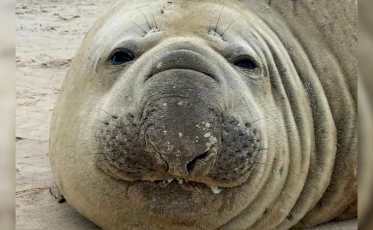 Elefante-marinho retorna ao litoral catarinense após passagem marcante em 2025