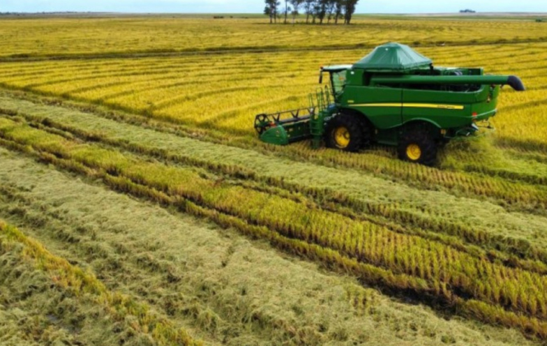 Indústria de SC pede freio em importações após excesso de arroz no mercado