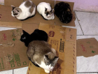 ONG resgata 18 gatos após despejo de família e pede ajuda da comunidade