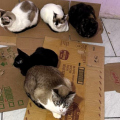 ONG resgata 18 gatos após despejo de família e pede ajuda da comunidade