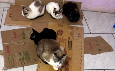 ONG resgata 18 gatos após despejo de família e pede ajuda da comunidade