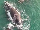 Drone registra quatro baleias-francas no Farol de Santa Marta