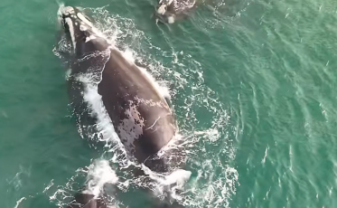 Drone flagra quatro baleias-francas no litoral de SC