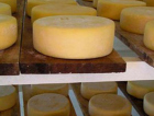 Indústria de laticínios cresce em Santa Catarina e supera marca de 1,1 mil empresas