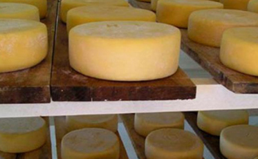 Indústria de laticínios cresce em Santa Catarina e supera marca de 1,1 mil empresas