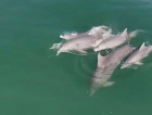Saltos, surf e muita sintonia: golfinhos brincam de “pega-pega” e aproveitam as águas catarinenses