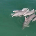 Saltos, surf e muita sintonia: golfinhos brincam de “pega-pega” e aproveitam as águas catarinenses
