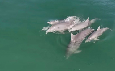 Saltos, surf e muita sintonia: golfinhos brincam de “pega-pega” e aproveitam as águas catarinenses