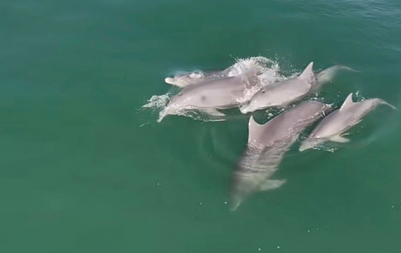 Saltos, surf e muita sintonia: golfinhos brincam de “pega-pega” e aproveitam as águas catarinenses