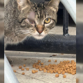 Time de SC busca solução para até 30 gatos que vivem há anos no estádio
