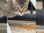 Criciúma e entidades articulam projeto para cuidar de até 30 gatos no Heriberto Hülse