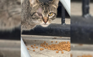 Time de SC busca solução para até 30 gatos que vivem há anos no estádio